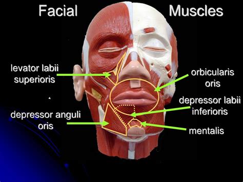 Ppt Head And Neck Muscles Powerpoint Presentation Free Download Id