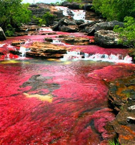 Cano Cristales River River Of Rainbow Northern Colombia Places To