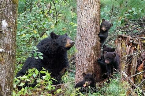 Cades Cove Gatlinburg Wildlife Art Black Bear Bears Animals