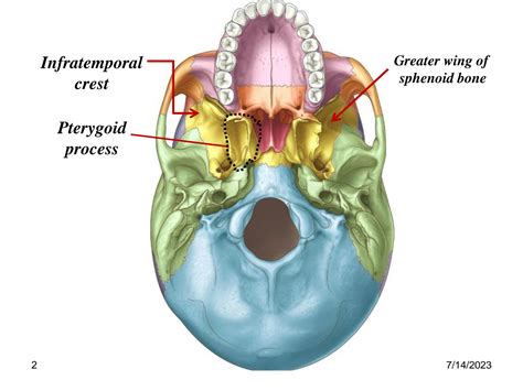 Solution Temporal And Infratemporal Fossa Anatomy Studypool