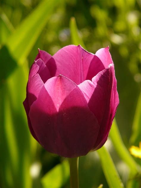 Tulip Pink Backlighting Free Photo On Pixabay Pixabay