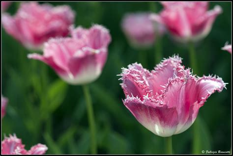Un tulipano dentellato | JuzaPhoto