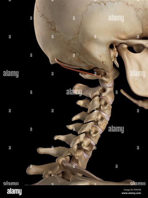 Normal Neck Bones Hi Res Stock Photography And Images Alamy