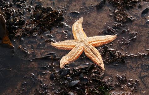Common Starfish Alchetron The Free Social Encyclopedia