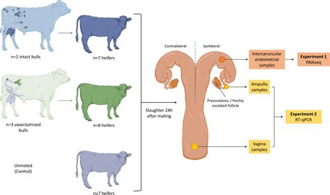 Frontiers Mating To Intact But Not Vasectomized Males Elicits Changes In The Endometrial