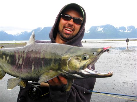 Alaskan Salmon Kenai River Drifters Lodge
