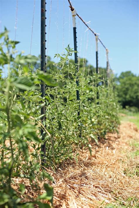 How To Build A Trellis And 3 Examples Tomato Grapevine And Cucumber