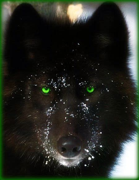 Wolf Photos Wolf Pictures Wolf Love Anime Wolf Wolf Hybrid Dogs
