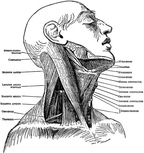 Normal anatomy, variants and checklist. Neck Muscles | ClipArt ETC
