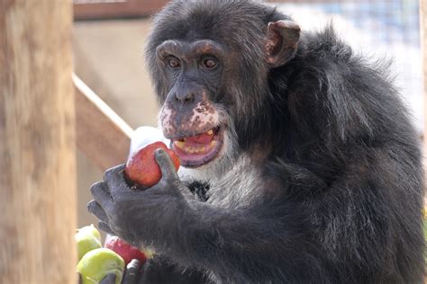 How Chimpanzees Can Teach Us All To Be More Human One Green Planet