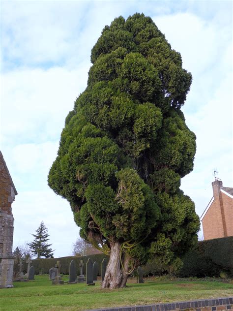 Cypress Tree Trees To Plant Garden Inspiration Cypress Trees