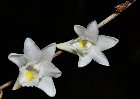 Dendrobium Crumenatum Cooperorchids Orquidário