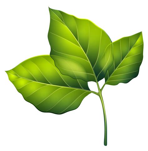 Greenleaves Clipart 20 Free Cliparts Download Images On Clipground 2023