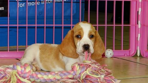 All the pictures on the website are actually our basset hounds (or some of our previous basset hound puppies). Precious Brown & White, Basset Hound Puppies For Sale In ...