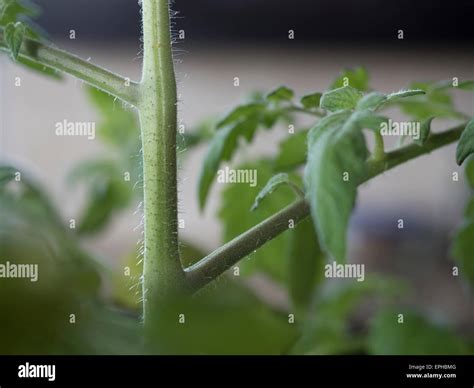 Tomato Plant Stem Stock Photo Alamy