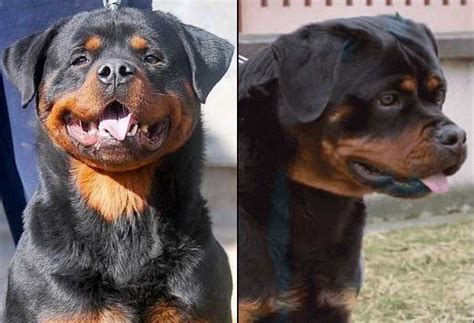 Why buy a rottweiler puppy for sale if you can adopt and save a life? Giant German Rottweiler Puppies for sale : King Rottweilers
