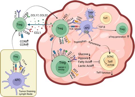 Frontiers Exhaust The Exhausters Targeting Regulatory T Cells In The Tumor Microenvironment