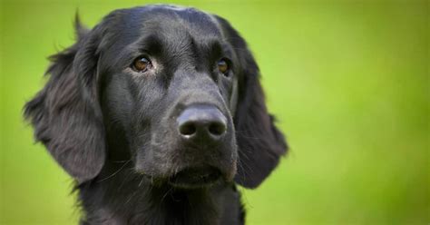 6 Dogs That Look Like Black Golden Retrievers With