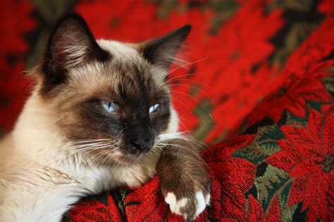 Comparison Of The Two Ragdoll Snowshoe Cat All You Have To Know