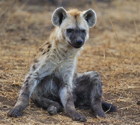 Hyena Puppy Flickr Photo Sharing