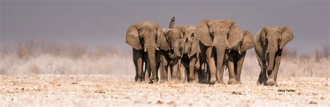 Save The Elephants