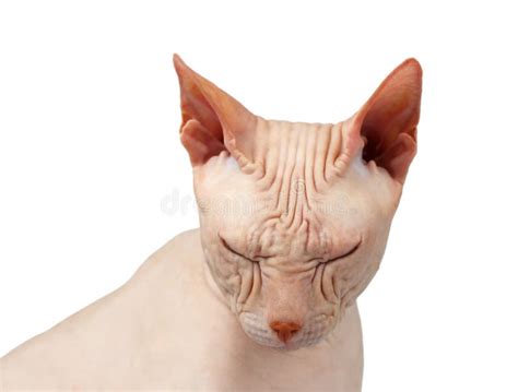 Sphynx Cat Naked Standing At The Sofa Looking At Camera Stock Photo