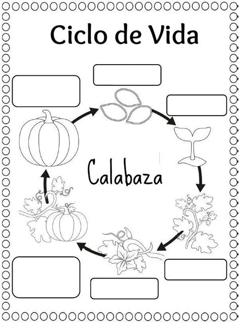 Ciclo De Las Plantas Para Colorear Imagui