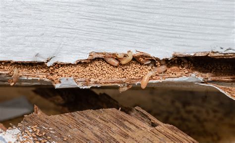 how to spot a termite infestation and what to do next