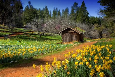 Spring Cabin Wallpaper Wallpapersafari