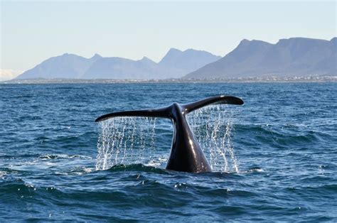 Hermanus Whale Watching Everything You Need To Know