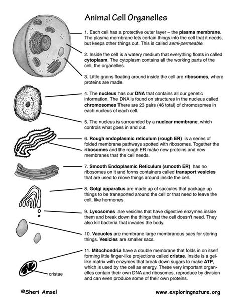 Use a real picture of an animal cell with a large size and detailed with each part with a colorful pen or marker. Cell Organelles -- Exploring Nature Educational Resource ...