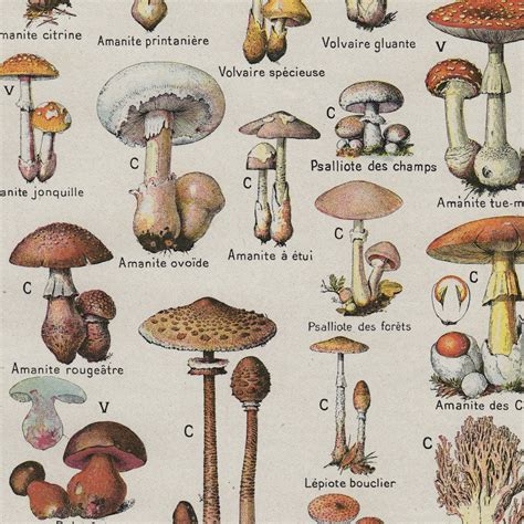 Vintage Mushroom Poster Edible And Poisonous Mushroom Etsy