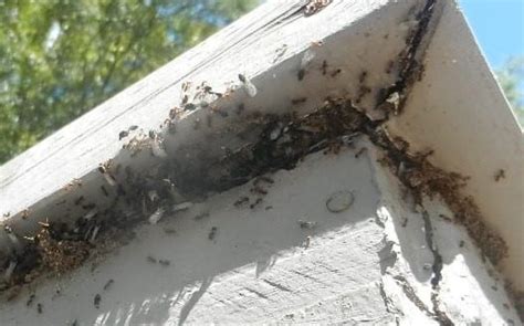 When The Rain Is Gone Termite Swarms Begin Corkys Pest Control