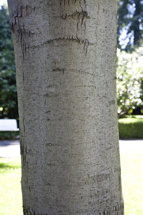 Smooth Maple Tree Bark Clippix Etc Educational Photos For Students