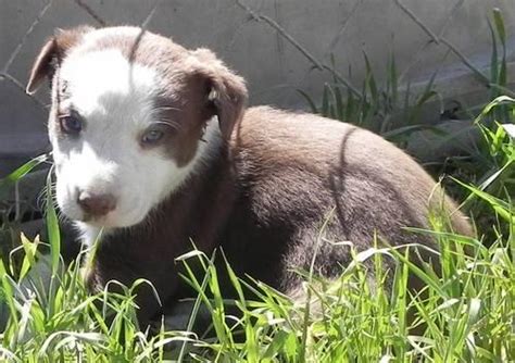 Puppyfinder.com is your source for finding an ideal border collie puppy for sale in california, usa area. Red/White Male McNab/Border Collie cross puppies for Sale ...