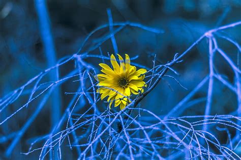 * ultra hd and 4k wallpapers. Paling Bagus 30+ Wallpaper Biru Kuning - Rona Wallpaper