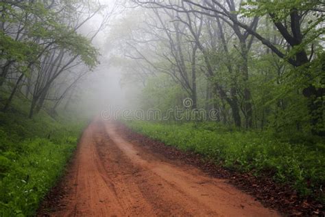 Foggy Road Through Forest Stock Photo Image Of Dirt Mist 2557952