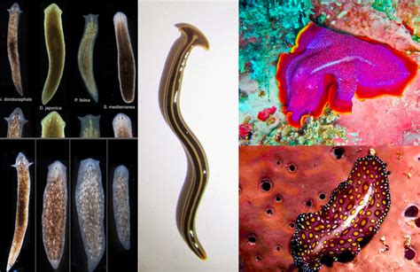 Phylum Platyhelminthes Meghatározása A Platyhelminthes Jellemzői