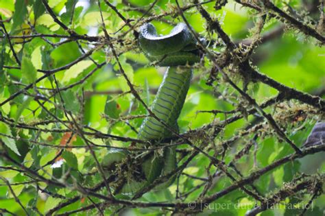 Hotels, apartments, villas, hostels, resorts, b&bs Santa Elena Cloud Forest Reserve - Monteverde - [Super ...
