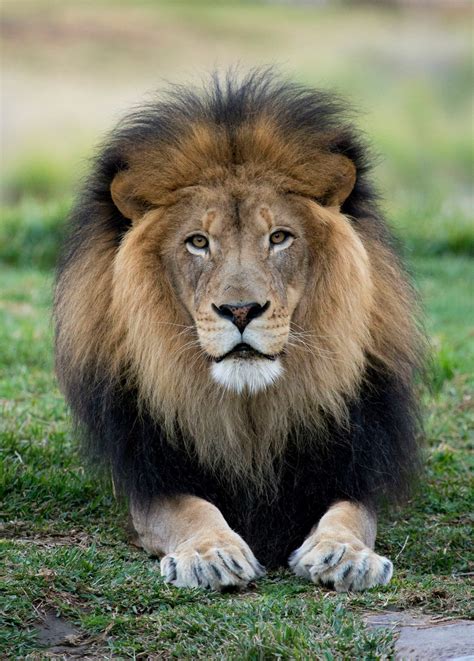 Facebook Lion Photography Male Lion San Diego Zoo Safari Park