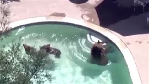 Watch 3 Bears Take A Dip In Pasadena Pool