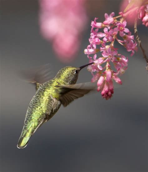 Pacific Northwest Flowers For Hummingbirds Keep Your Hummingbirds