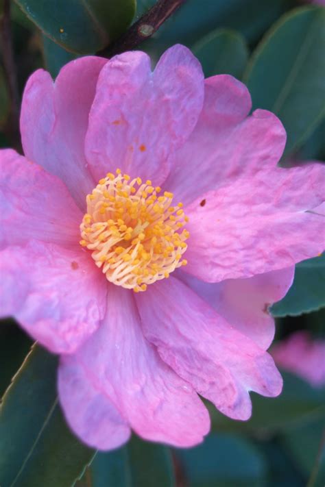 Buy Winters Star Cold Hardy Camellia Free Shipping For Sale From
