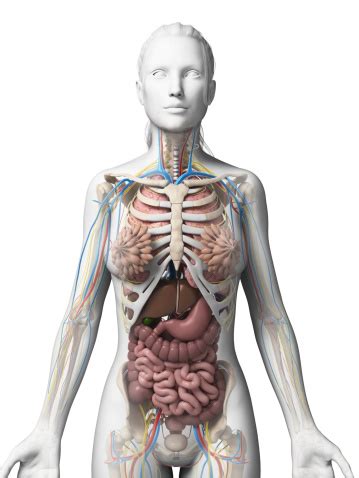 To discuss image, please see talk:human body diagrams. Female Organs Stock Photo - Download Image Now - iStock