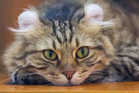 19 Different Types Of Domestic Cats