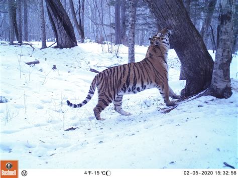 Amur Tiger Wild Photos Wildcats Conservation Alliance