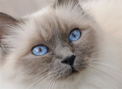 When you think siamese cat characteristics for coloring you are probably thinking chocolate point siamese, think lady easily confused with the blue point siamese due to the greyish blue tone the lilac is a much. Blue Point Birman Cat Stock Photo - Download Image Now ...
