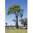 Australian Bottle Tree Info  Learn About Kurrajong Trees