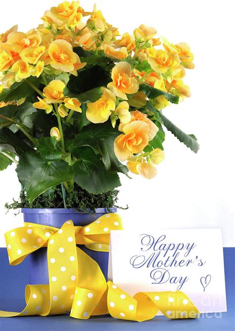 Happy Mothers Day Beautiful Yellow Begonia Potted Plant T With
