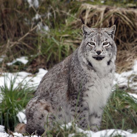 Siberian Lynx Russ Flickr
